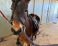 pony-club-dartmoor-pony