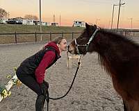 sport-dartmoor-pony-pony