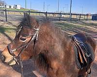 bay-champagne-dartmoor-pony-pony-mare