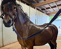 bay-champagne-athletic-pony