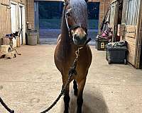 bay-champagne-ponymanship-pony