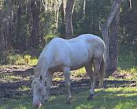tobiano-hypp-nn-pony