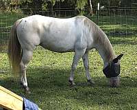all-around-paint-pony