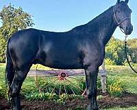 brown-racking-horses-for-sale