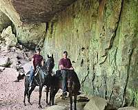 brown-racking-horse