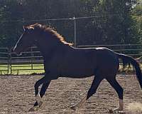 athletic-trakehner-horse