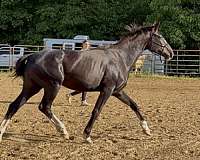 black-ata-horse