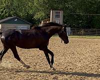 dressage-trakehner-horse