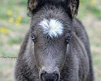 ice-blue-eyes-horse
