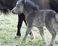 black-ice-blue-eyes-horse