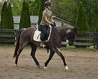 mare-quarter-horse