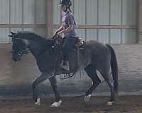 trail-quarter-horse