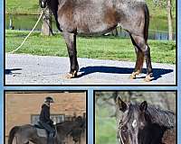 roan-quarter-horse