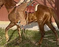 all-around-quarter-horse