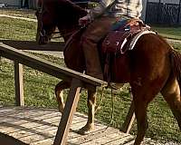 athletic-quarter-horse