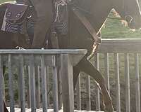 barrel-racing-quarter-horse