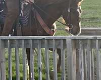 cutting-prospect-quarter-horse
