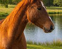 drill-team-quarter-horse