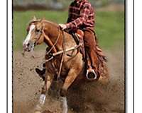 endurance-quarter-horse