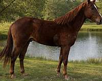 hazing-quarter-horse