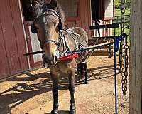11-hand-crossbred-pony
