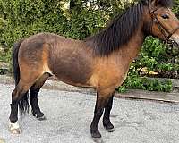 driving-pony-club