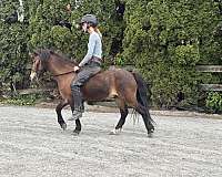 driving-pony-club-gelding