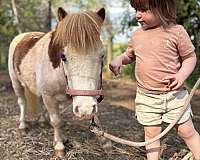 beginner-miniature-horse