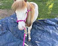 driving-miniature-horse