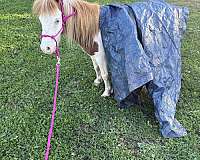companion-miniature-horse