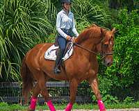 dream-horse-draft