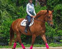 dream-horse-gelding