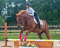 kid-safe-draft-horse