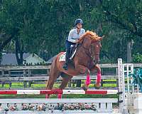 family-safe-draft-horse