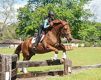 safe-draft-horse