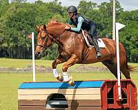 kid-draft-horse