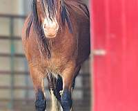 bay-roan-gypsy-vanner-broodmare