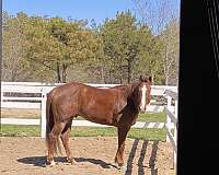 riding-prospect-gelding