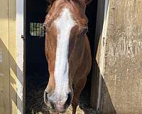 all-paint-horse