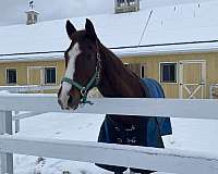 confident-paint-horse