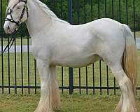 bay-gypsy-vanner-palomino-foal