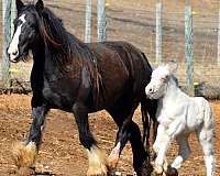 bay-gypsy-vanner-palomino-broodmare