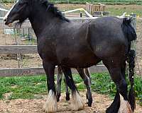 bay-gypsy-vanner-palomino-yearling