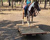 arabian-pony-for-sale