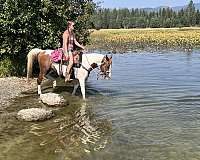 gelding