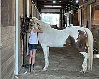 athletic-arabian-pony