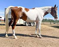 pinto-arabian-pony