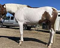 arabian-gelding