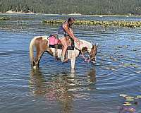endurance-pinto-pony