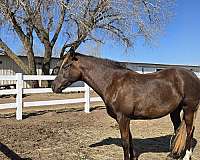 chocolate-small-star-snip-sick-on-right-hand-leg-horse